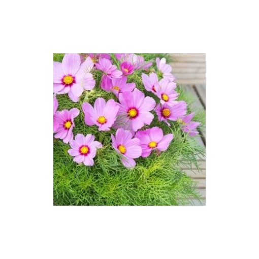 Cosmos bipinnatus candyfloss pink sunrise