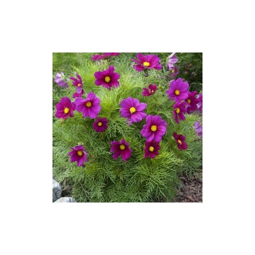 Cosmos bipinnatus candyfloss red