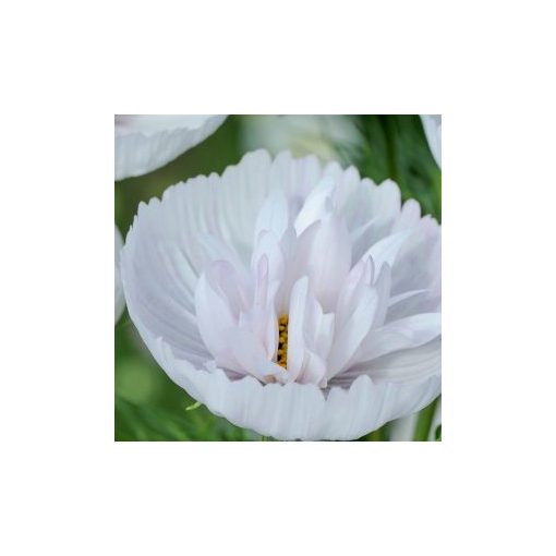 Cosmos bipinnatus cupcakes blush