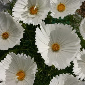 Cosmos bipinnatus cupcakes white