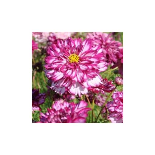 Cosmos bipinnatus double click bicolour violet