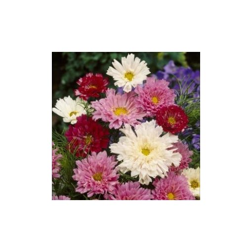 Cosmos bipinnatus double click mixture