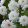 Cosmos bipinnatus double click snowpuff