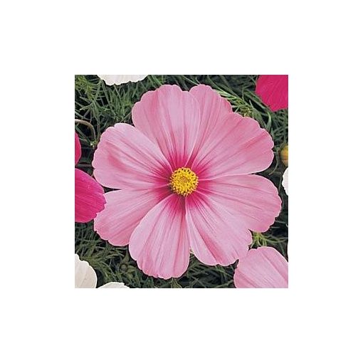 Cosmos bipinnatus sonata pink blush