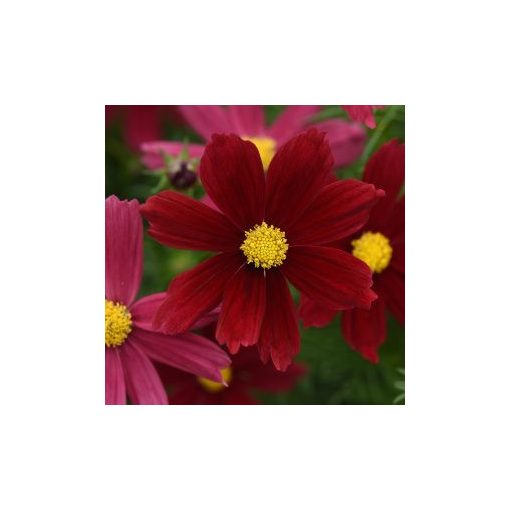 Cosmos bipinnatus sonata red shades