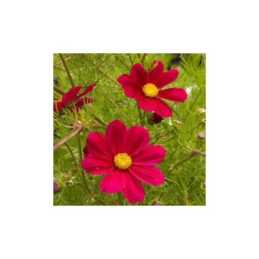 Cosmos bipinnatus versailles carmine