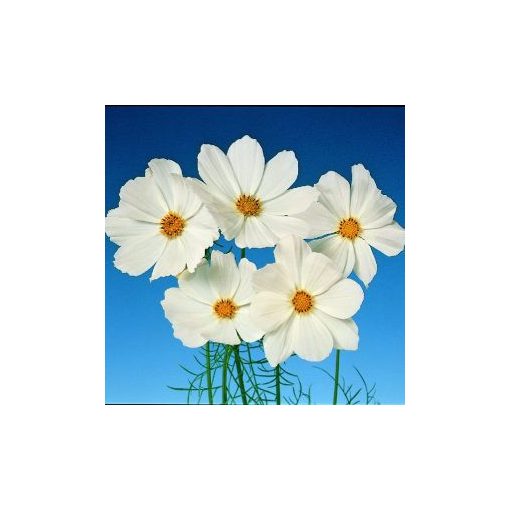 Cosmos bipinnatus versailles white