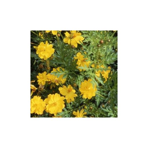 Cosmos sulphureus crest lemon