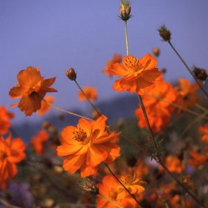 Cosmos sulphureus crest orange