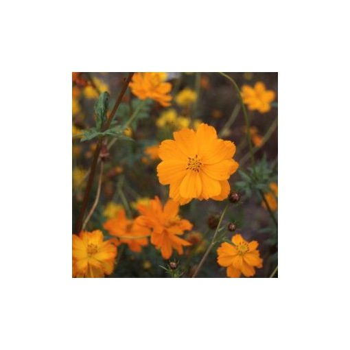 Cosmos sulphureus crest sunset