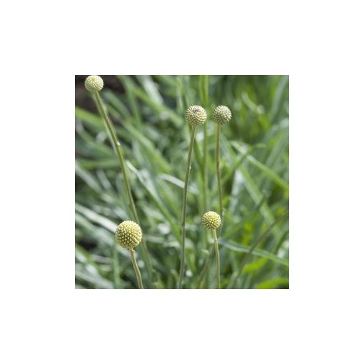 Craspedia globosa drumstick – coated seed