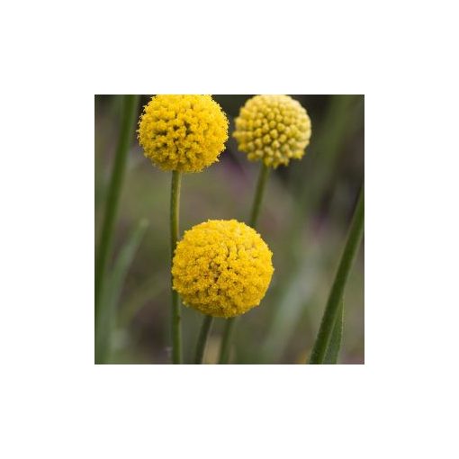 Craspedia globosa drumstick – normal (clean) seed