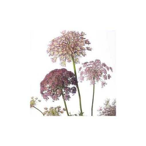 Daucus carota dara