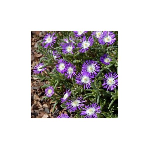 Delosperma floribundum stardust (multipellets)