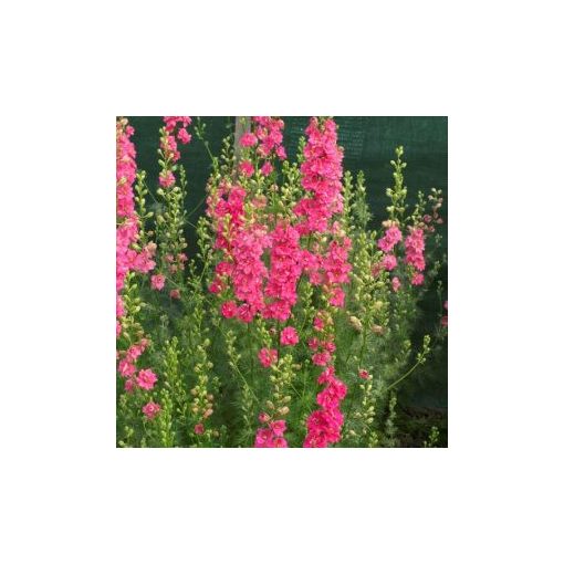 Delphinium consolida brisbane salmon pink