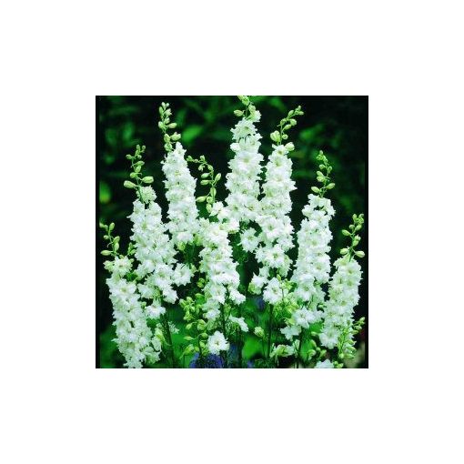 Delphinium consolida brisbane white