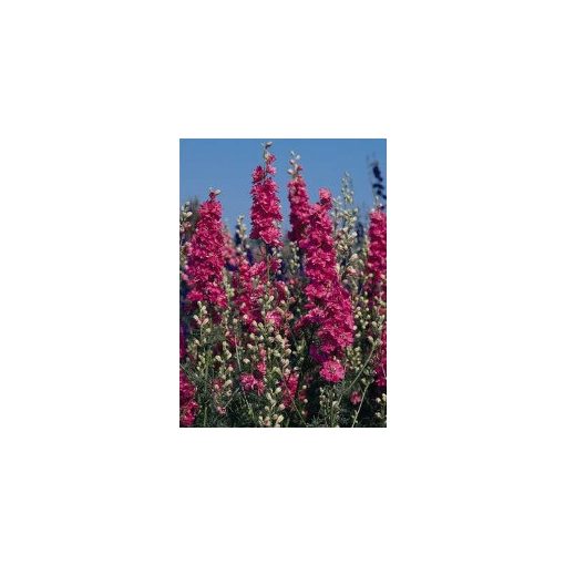 Delphinium consolida qis carmine