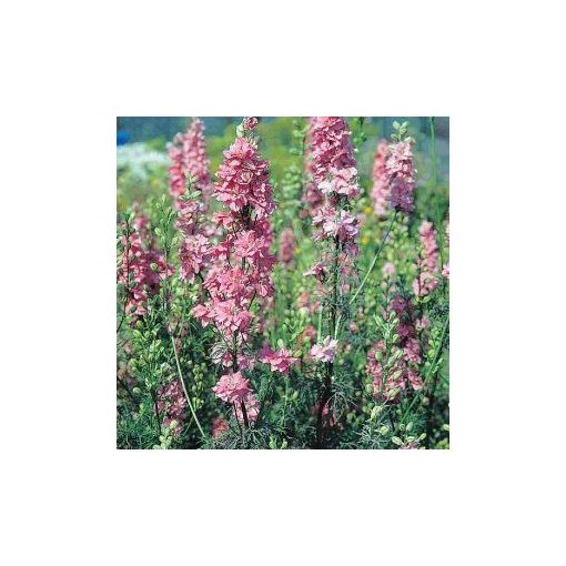 Delphinium consolida qis rose (coated)