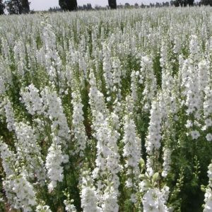 Delphinium consolida white spire