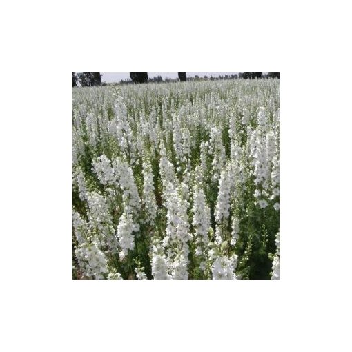 Delphinium consolida white spire