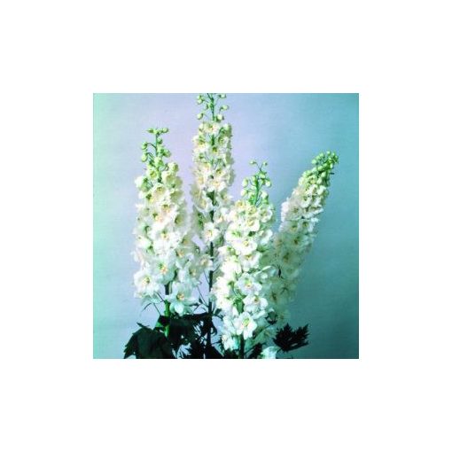 Delphinium elatum magic fountain white