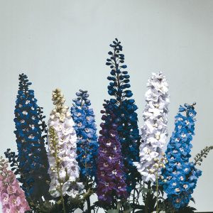 Delphinium elatum magic fountains crystal mix