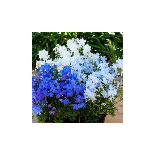 Delphinium grandiflorum hunky dory mix