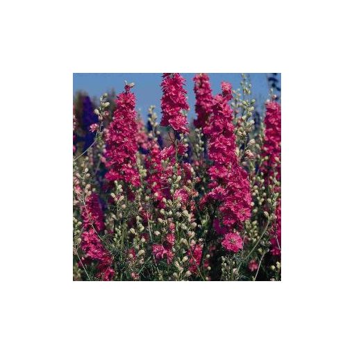 Delphinium imperialis carmine king