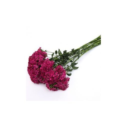 Dianthus barbatus amazon neon cherry