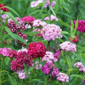 Dianthus barbatus early flora pearl mixed