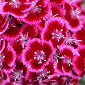 Dianthus barbatus early flora pearl rose pink