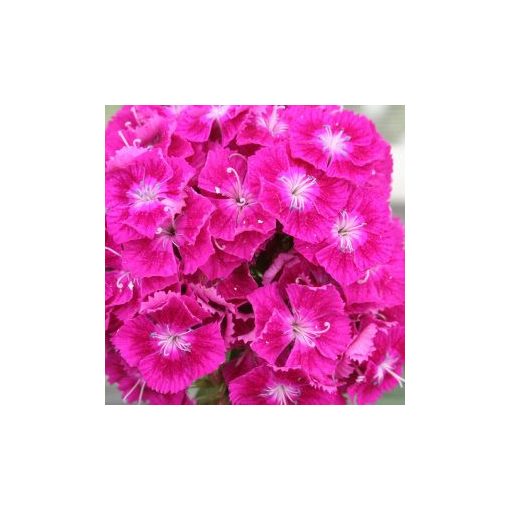 Dianthus barbatus early flora pearl violet