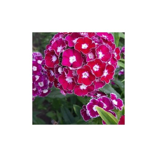 Dianthus barbatus hollandia purple crown