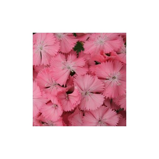 Dianthus barbatus pearl salmon