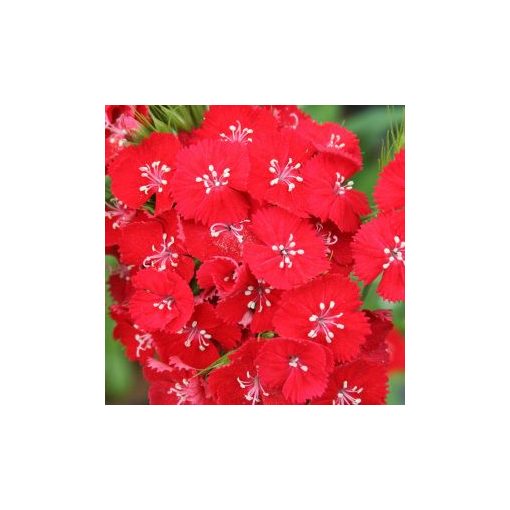 Dianthus barbatus pearl scarlet