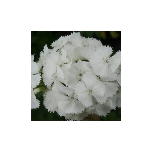 Dianthus barbatus pearl white