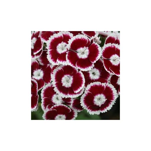 Dianthus barbatus pearl white/red