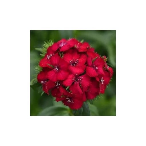 Dianthus barbatus sweet cherry