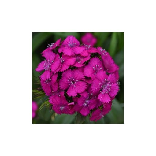 Dianthus barbatus sweet neon purple