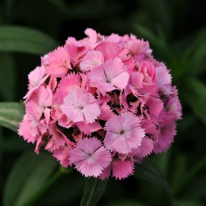 Dianthus barbatus sweet pink