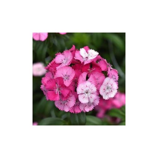 Dianthus barbatus sweet rose magic