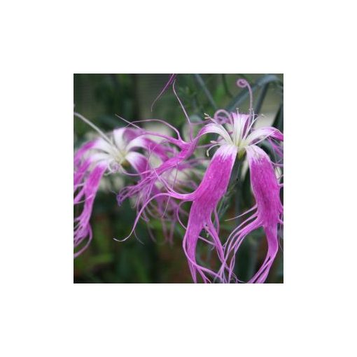 Dianthus superba beard violet