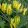 Dicentra scandens golden tears