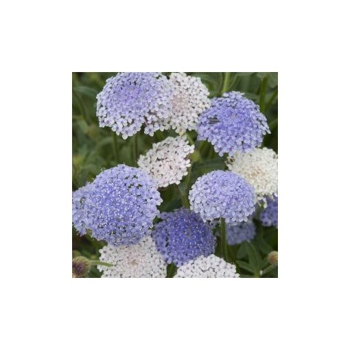 Didiscus caeruleus lace mixture