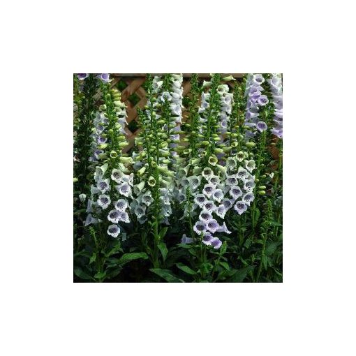 Digitalis hybrid camelot lavender