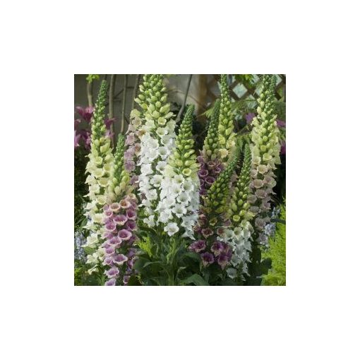 Digitalis purpurea candy mountain fg mixed