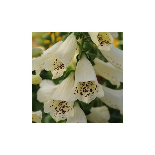 Digitalis purpurea dalmatian creme