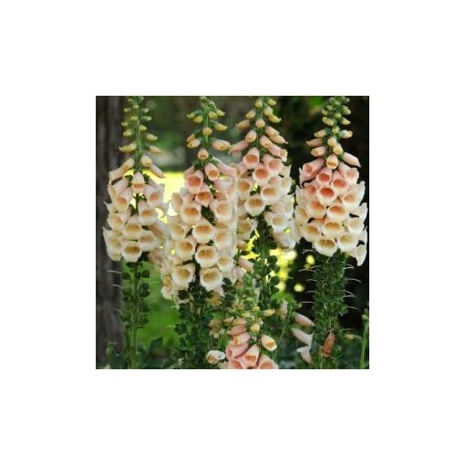 Digitalis purpurea dalmatian peach