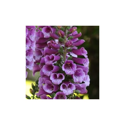 Digitalis purpurea dalmatian purple spotted