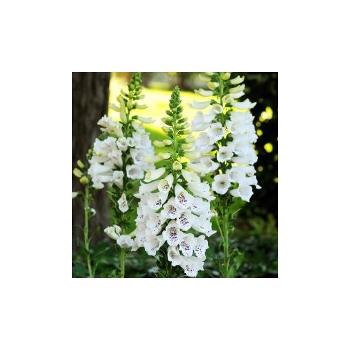 Digitalis purpurea dalmatian white spotted